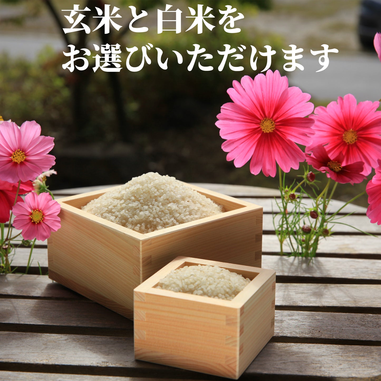 七神氣 こしひかり(れんげ農法)※送料は別