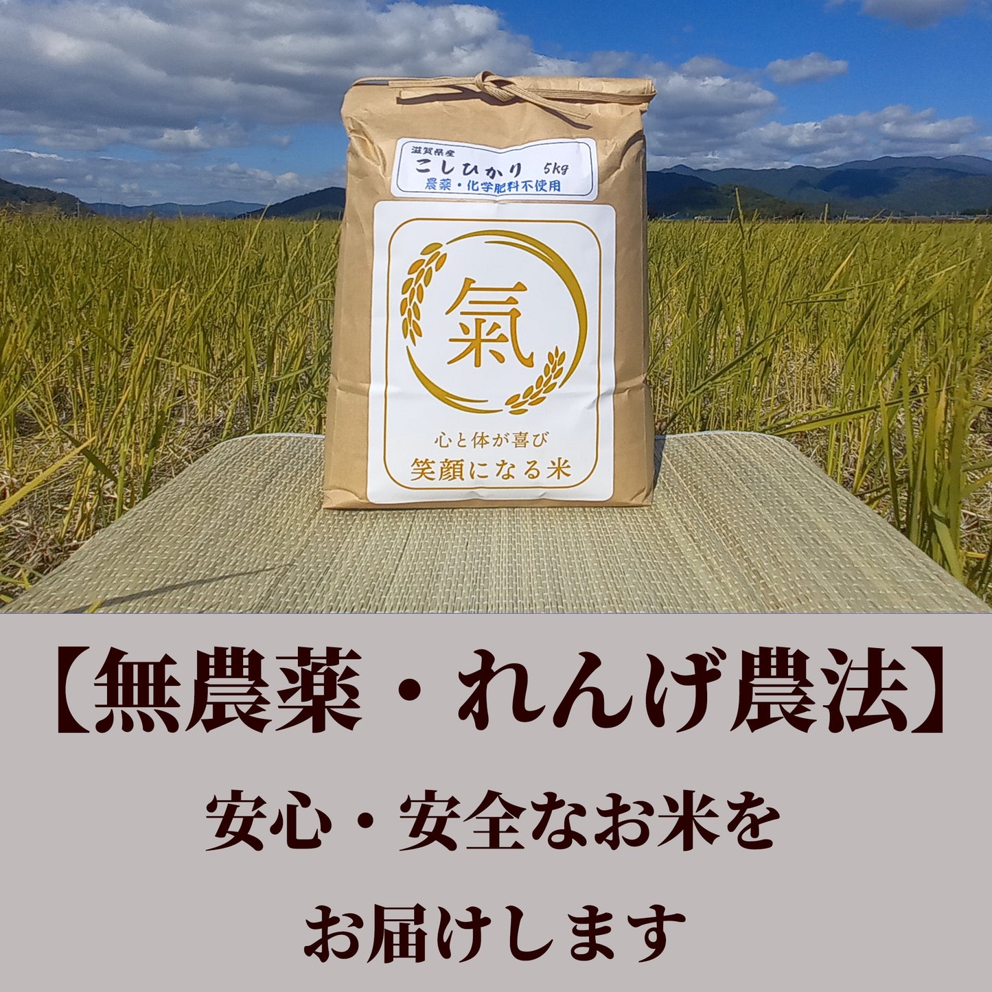 七神氣 こしひかり(れんげ農法)※送料は別
