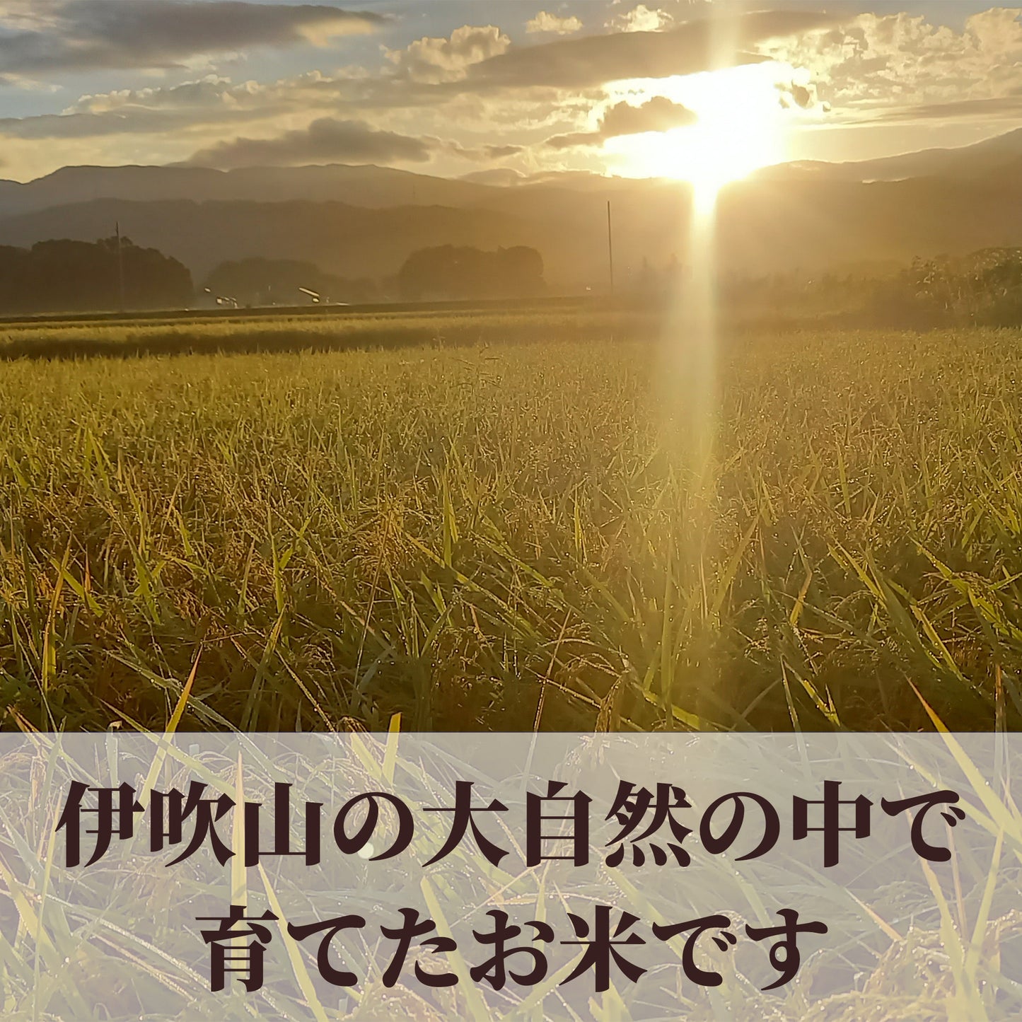 七神氣 こしひかり(れんげ農法)※送料は別